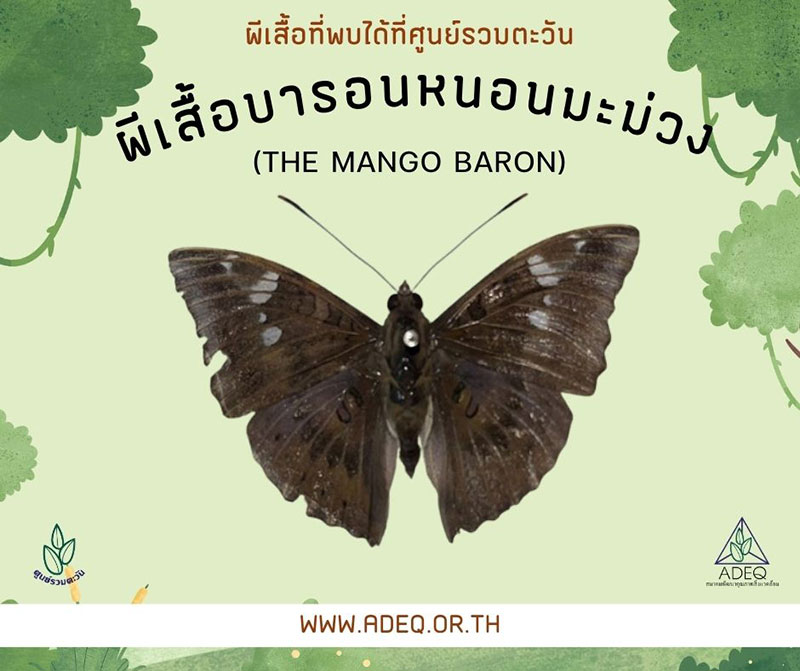 ผีเสื้อบารอนหนอนมะม่วง