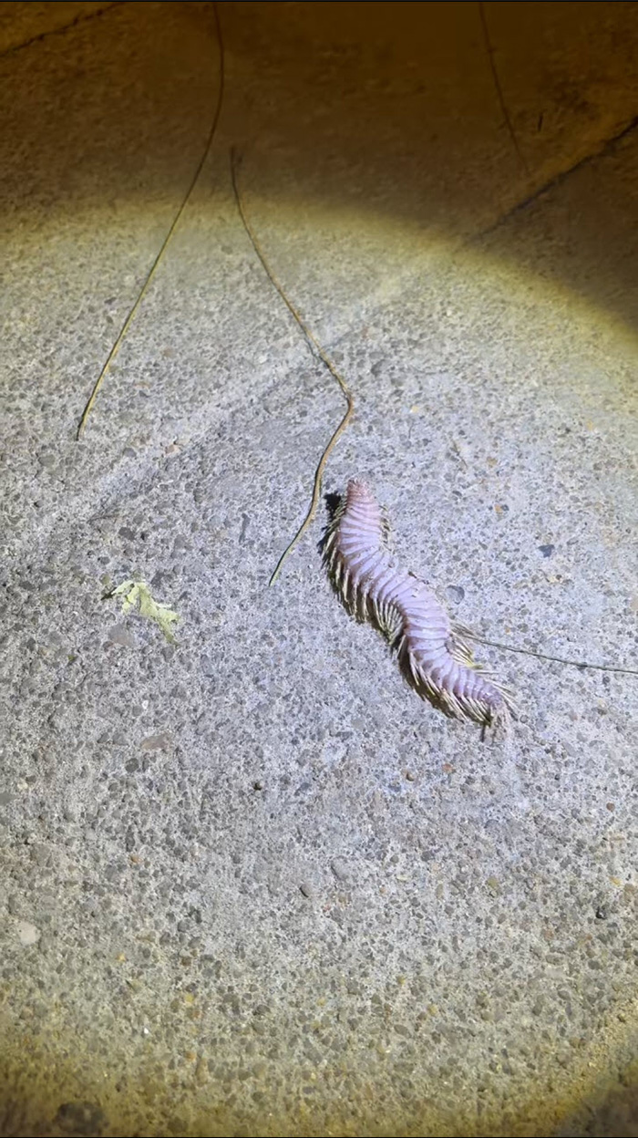 สัตว์ปริศนา ริมหาดกระบี่