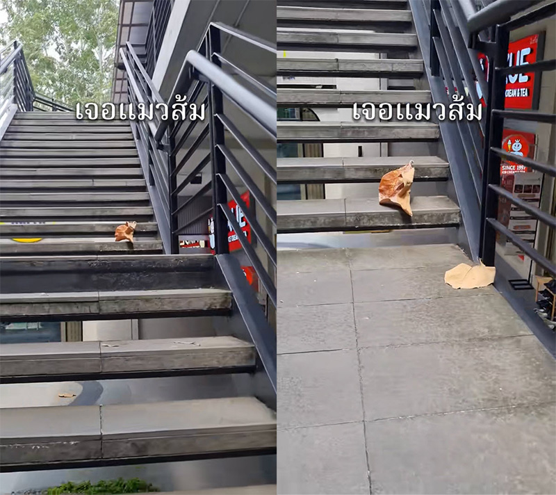 เจอแมวส้มที่บันไดห้าง เรียกยังไงก็ไม่หัน ก่อนเงิบแรง