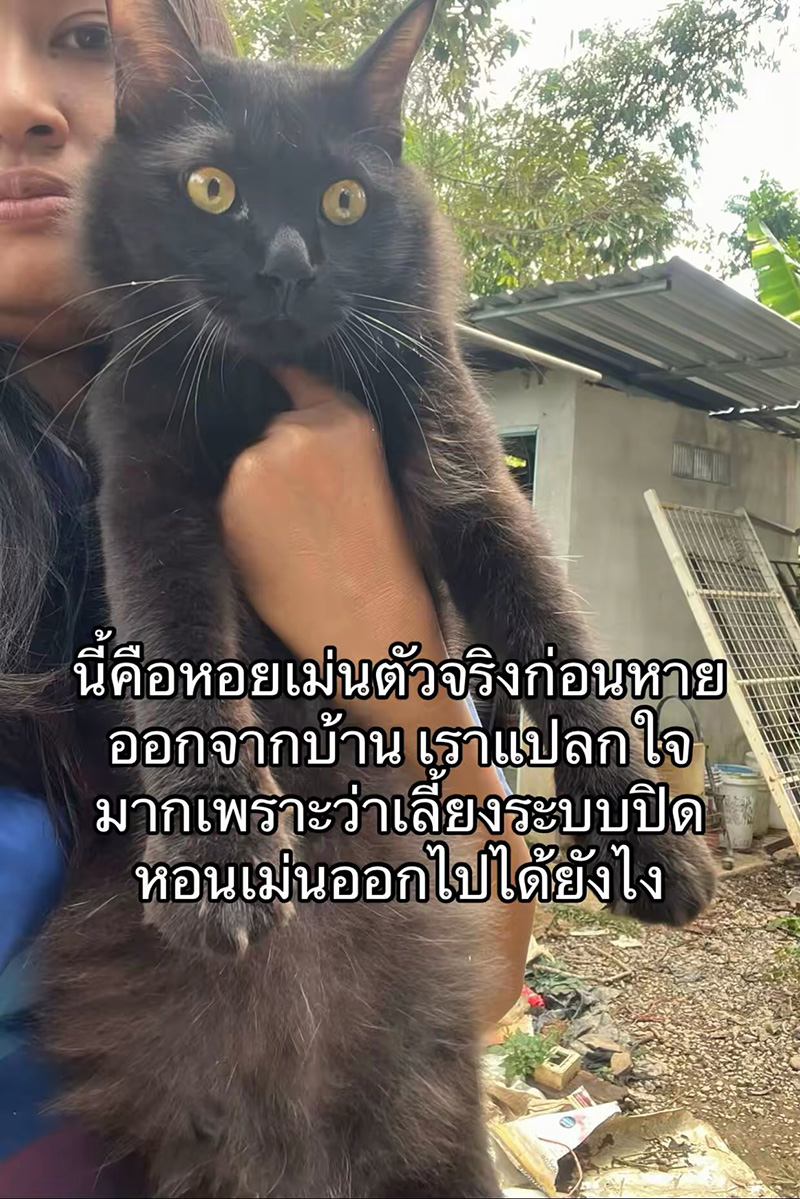 แมวหายจากบ้าน ผ่านไปวันเดียวได้แฝด 3 ตัว