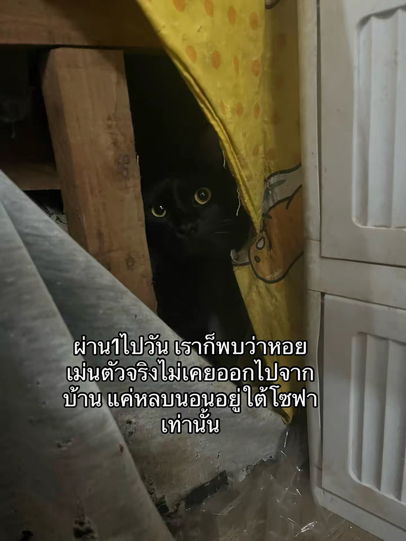 แมวหายจากบ้าน ผ่านไปวันเดียวได้แฝด 3 ตัว