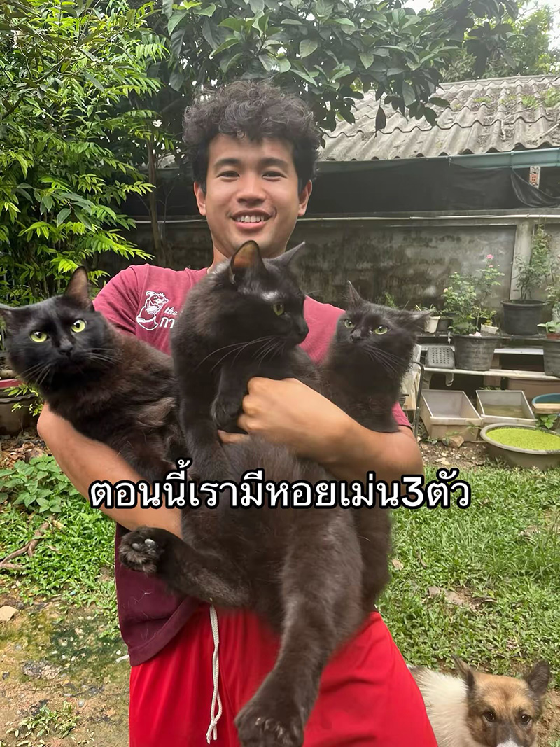 แมวหายจากบ้าน ผ่านไปวันเดียวได้แฝด 3 ตัว