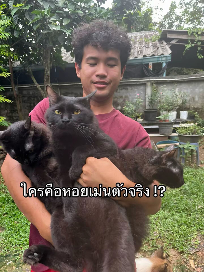 แมวหายจากบ้าน ผ่านไปวันเดียวได้แฝด 3 ตัว