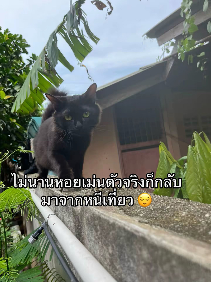 แมวหายจากบ้าน ผ่านไปวันเดียวได้แฝด 3 ตัว