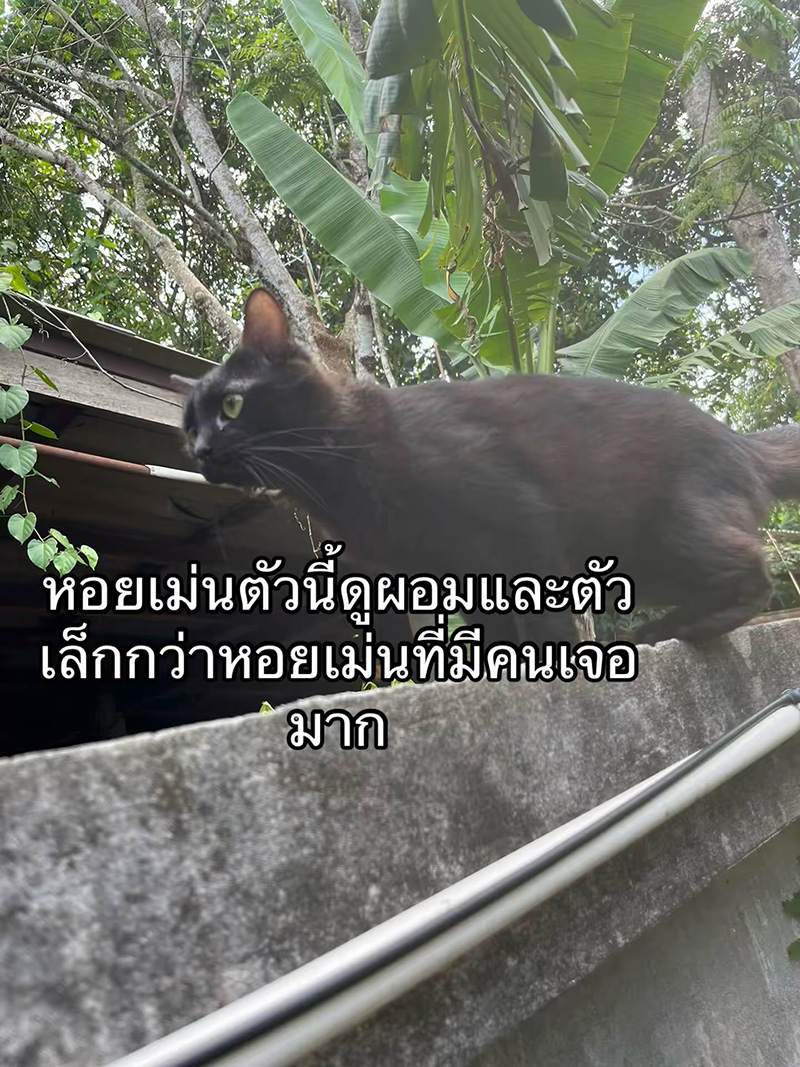 แมวหายจากบ้าน ผ่านไปวันเดียวได้แฝด 3 ตัว