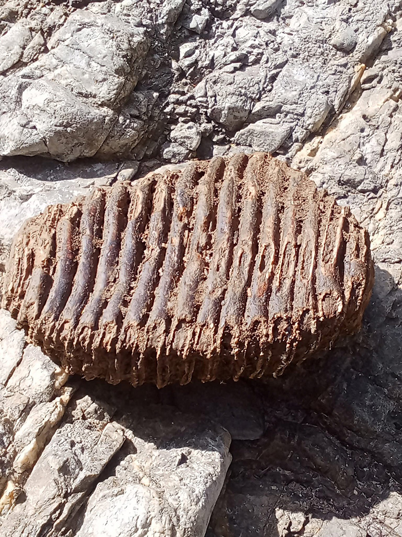 หนุ่มเจอกระดูกปริศนาที่น้ำตก เฉลยแล้วคืออะไร