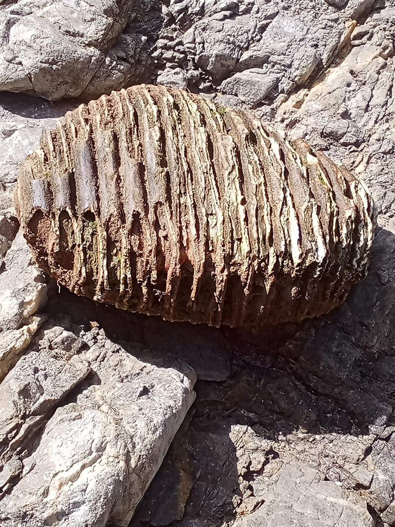 หนุ่มเจอกระดูกปริศนาที่น้ำตก เฉลยแล้วคืออะไร