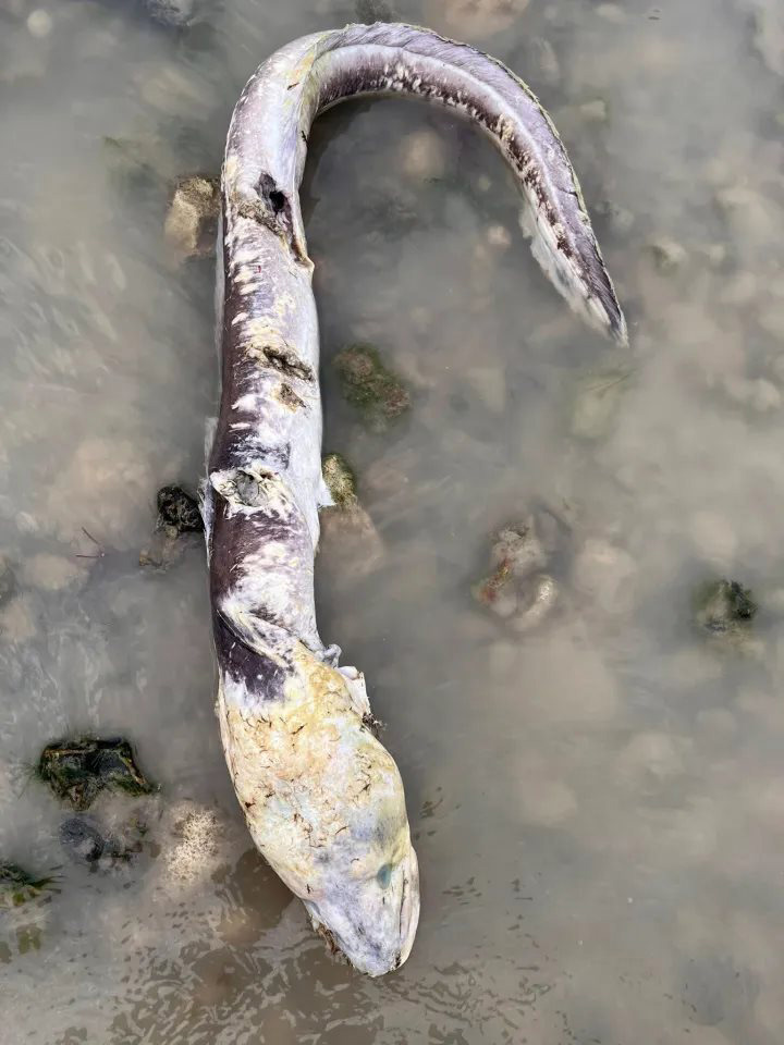 สัตว์ปริศนาโผล่ชายหาด หน้าตาชวนขนลุก