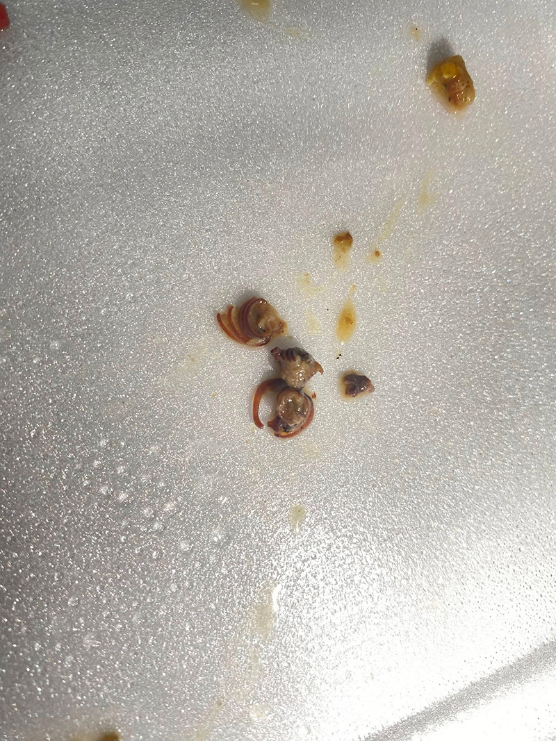 ช็อกเจอกิ้งกือในข้าวกล่อง งงเข้ามาได้ยังไง