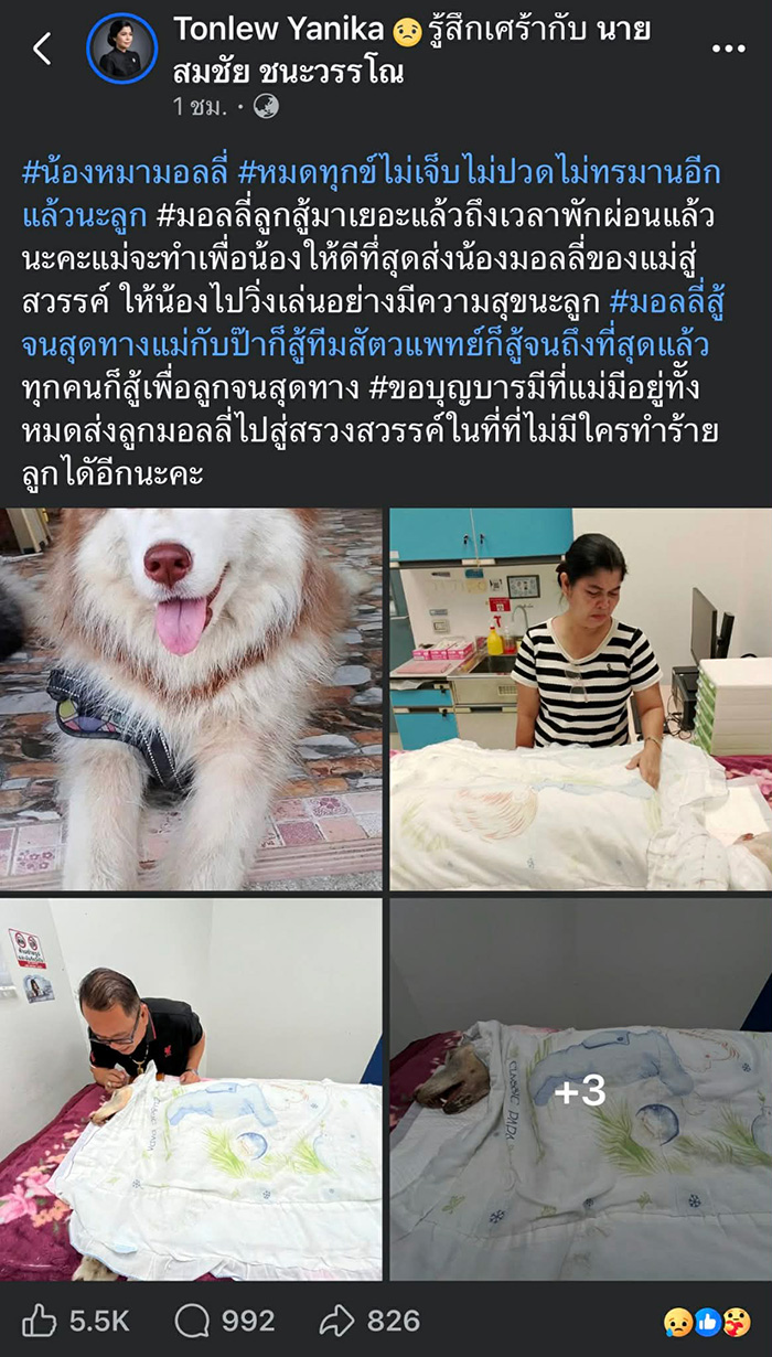 ไทม์ไลน์ มอลลี่ กลับดาวหมา 