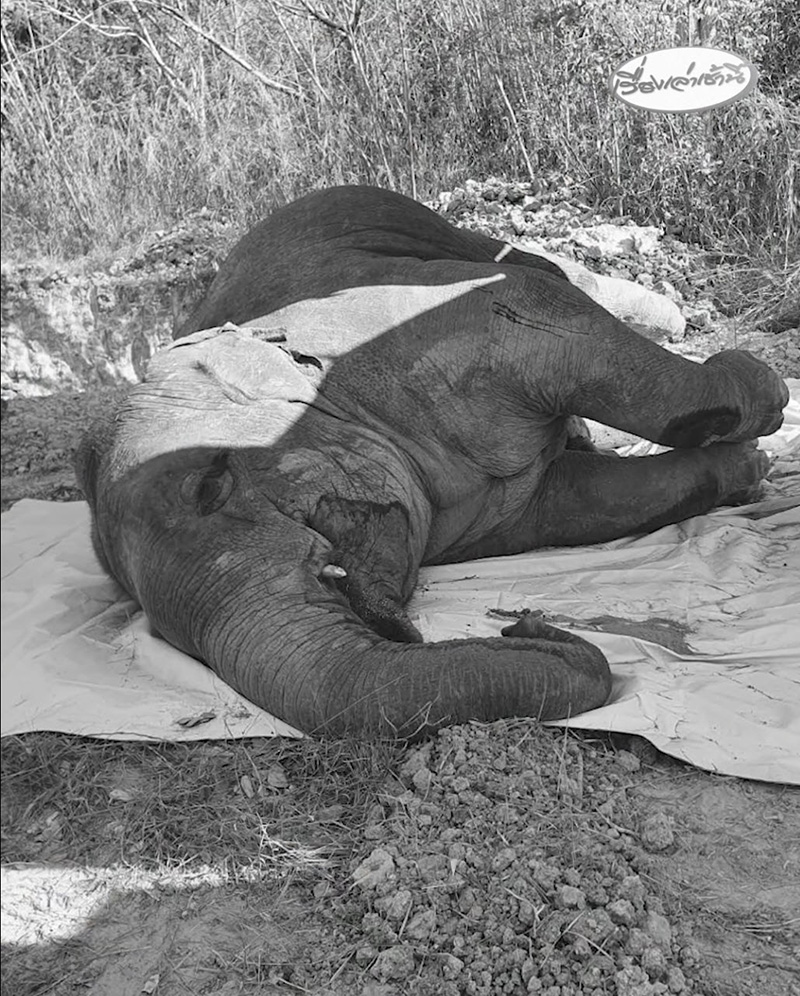  สีดอหูพับ