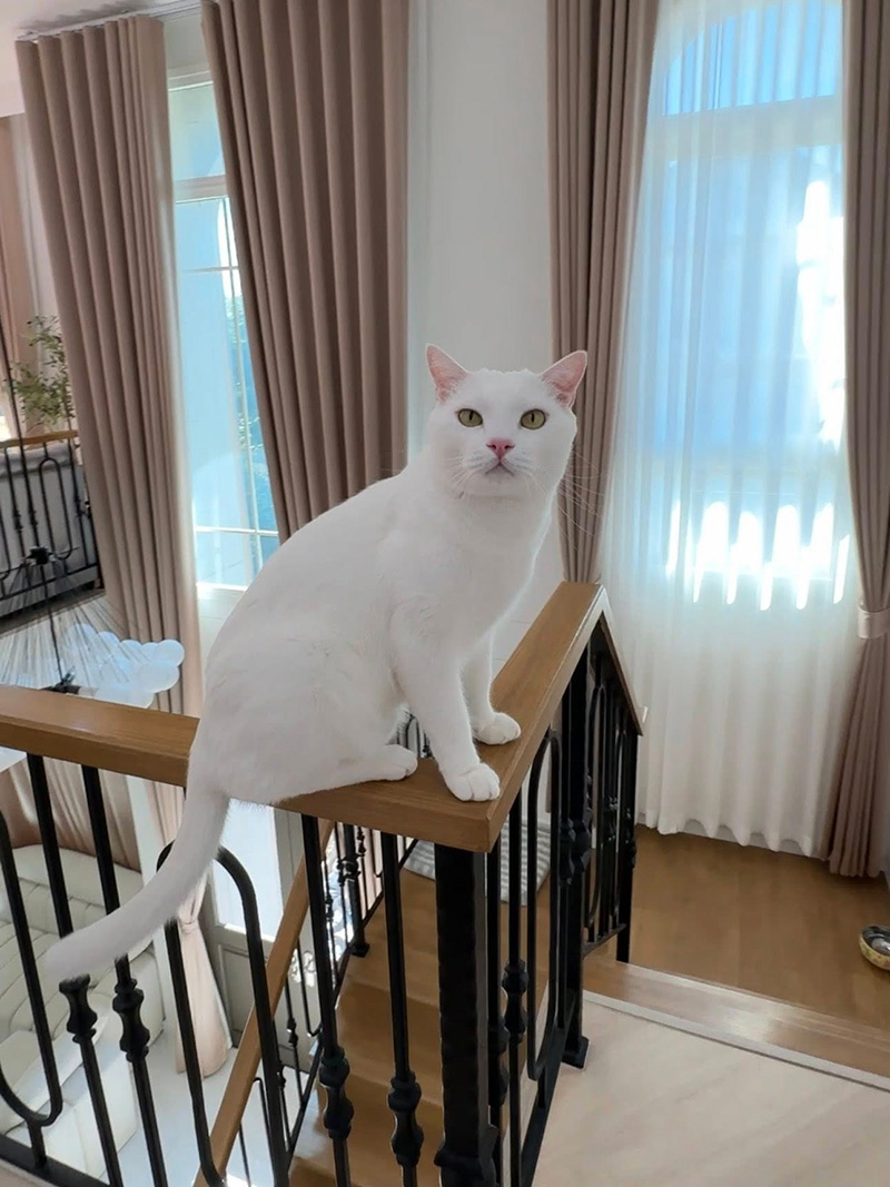 พลอย ไข่ขาว