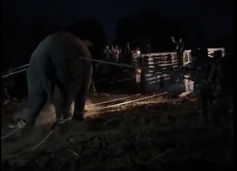  สีดอหูพับ