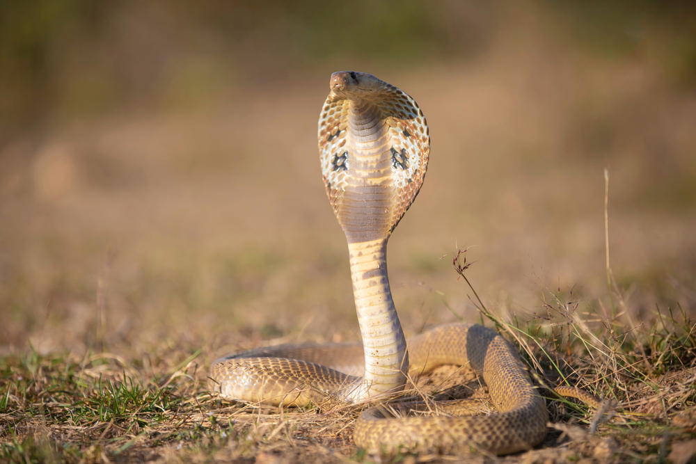 เด็กกัดงู