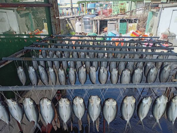 ไม่ใช่นกฮูกผี แต่คือปลาตากแห้ง