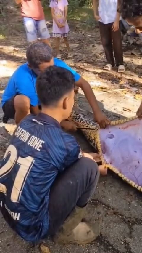 ชาวไร่หายตัว เจองูเหลือมยาว 8 เมตรใกล้กระท่อม ผ่าท้องเจอร่าง