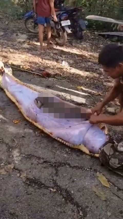 ชาวไร่หายตัว เจองูเหลือมยาว 8 เมตรใกล้กระท่อม ผ่าท้องเจอร่าง