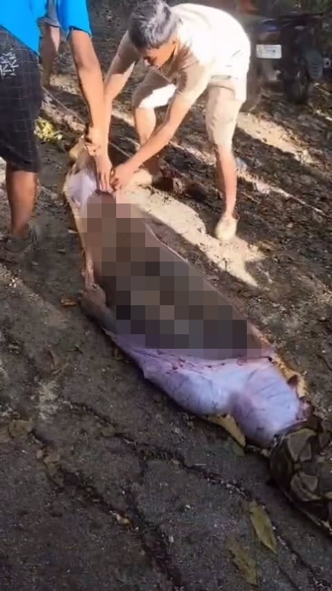 ชาวไร่หายตัว เจองูเหลือมยาว 8 เมตรใกล้กระท่อม ผ่าท้องเจอร่าง