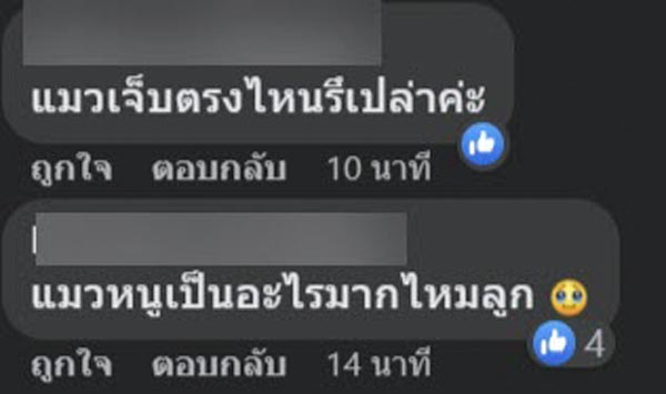 แมวตกใส่รถกระจกแตก แมวตกใส่รถกระจกแตก