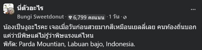 งูสีฟ้า งูสีฟ้า