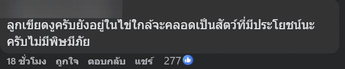 ไข่ปริศนาไหลมากับน้ำ ไข่ปริศนาไหลมากับน้ำ