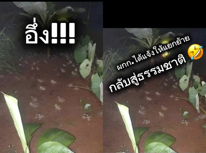 อึ่งอ่าง