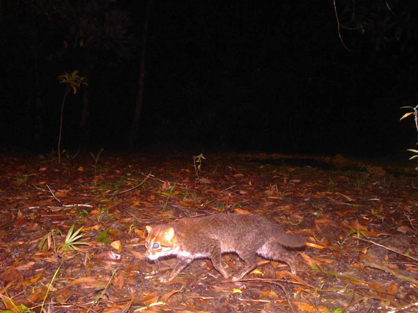 แมวป่าหัวแบน แมวป่าหัวแบน