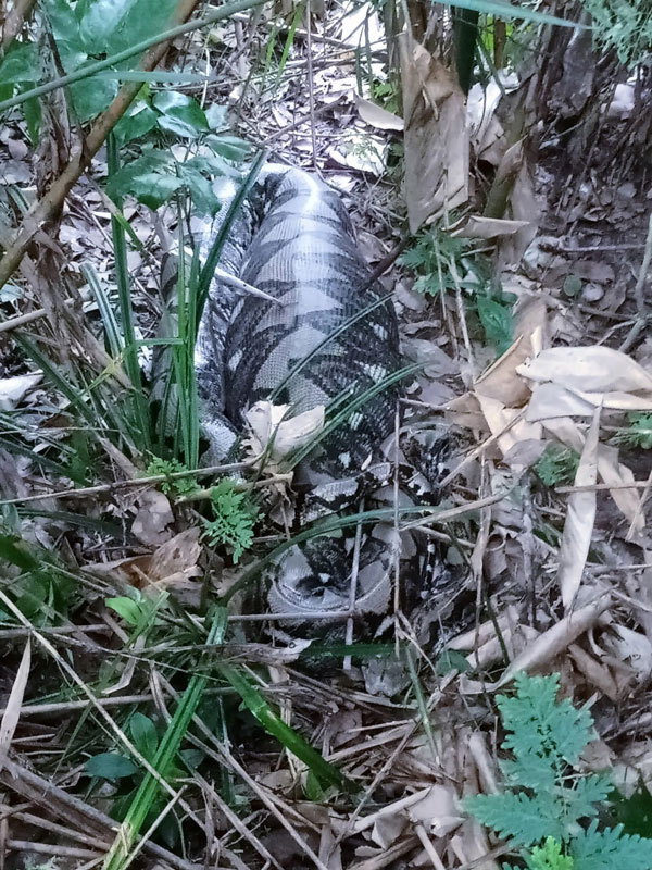 งูเหลือม งูเหลือม