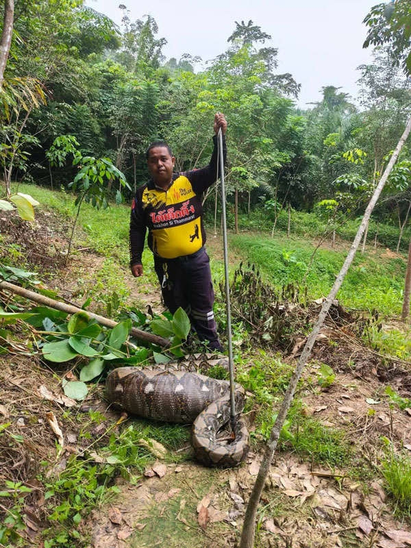 งูเหลือม งูเหลือม