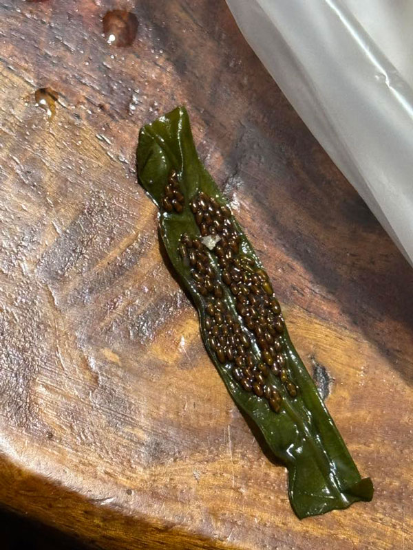 ผักบุ้ง ผักบุ้ง