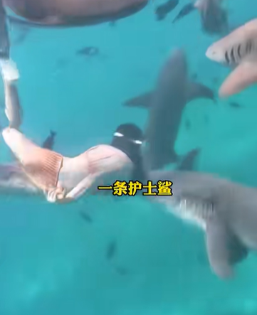 สาวดำน้ำดูฉลาม ไม่หวั่นแม้มี ปจด. ช็อกถูกฉลามกัด