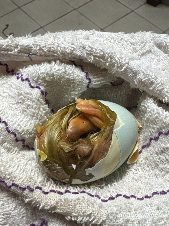  เป็ดฟักไข่