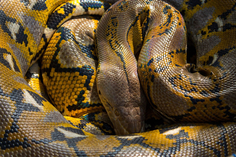  เหลือม 7 เมตรรัด 