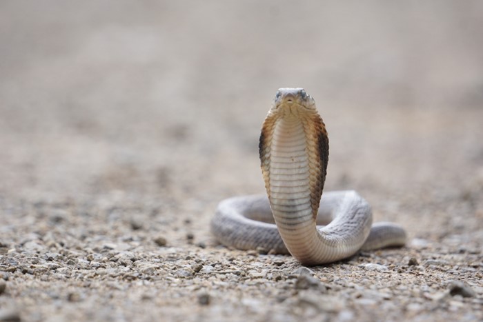 ชายยั่วงูพิษร้ายถูกฉกถึงตาย หนีผิดหลังส่อโดนคุกยาว อึ้งเลี้ยงงู 60 ตัวในบ้าน