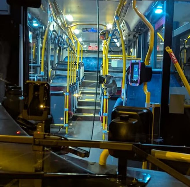 โคอาลา โคอาลา