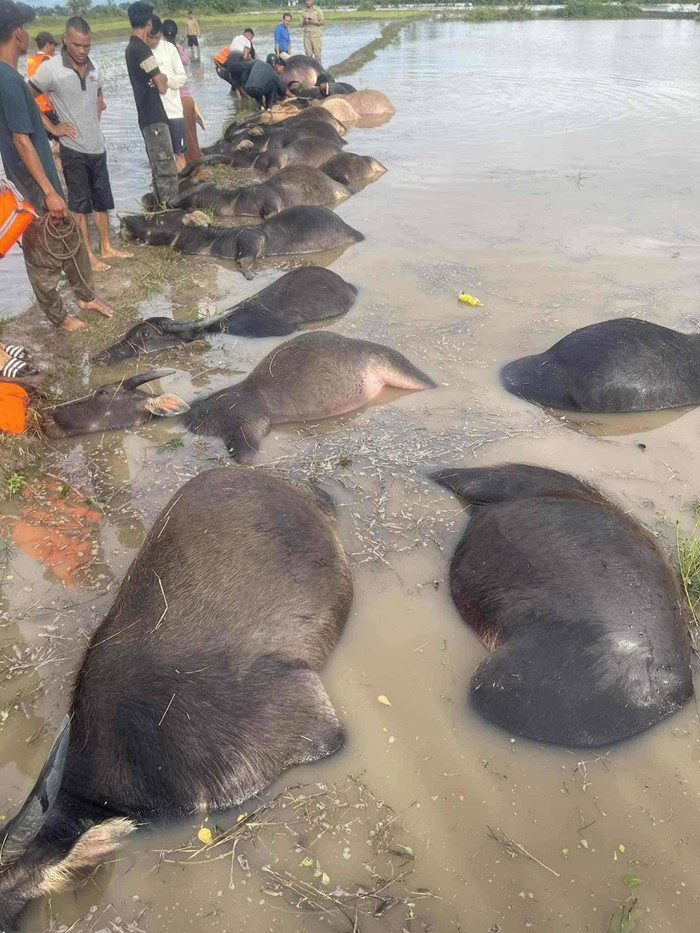 พายุคัลแมกี พัดถล่มเวียดนาม เผยภาพสลดใจ ฝูงควายจมน้ำตายเกลื่อน ช่วยไม่ทัน 