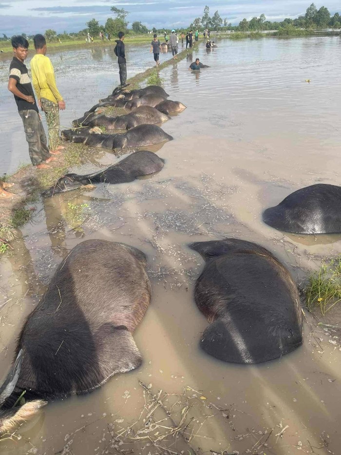 พายุคัลแมกี พัดถล่มเวียดนาม เผยภาพสลดใจ ฝูงควายจมน้ำตายเกลื่อน ช่วยไม่ทัน 