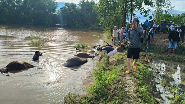 พายุคัลแมกี พัดถล่มเวียดนาม เผยภาพสลดใจ ฝูงควายจมน้ำตายเกลื่อน ช่วยไม่ทัน 