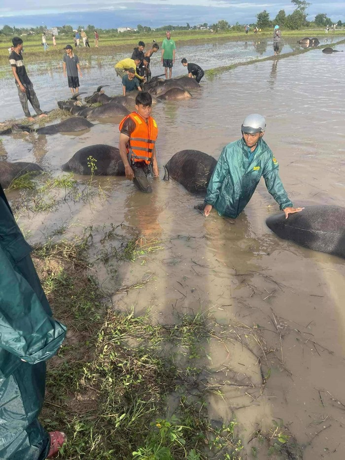 พายุคัลแมกี พัดถล่มเวียดนาม เผยภาพสลดใจ ฝูงควายจมน้ำตายเกลื่อน ช่วยไม่ทัน 