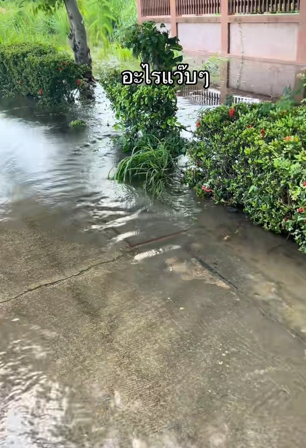 ปลาดุกหรือปลาช่อน อาหารใหม่ใกล้ฉัน