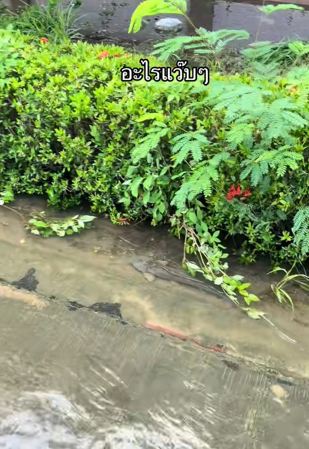 ปลาดุกหรือปลาช่อน อาหารใหม่ใกล้ฉัน