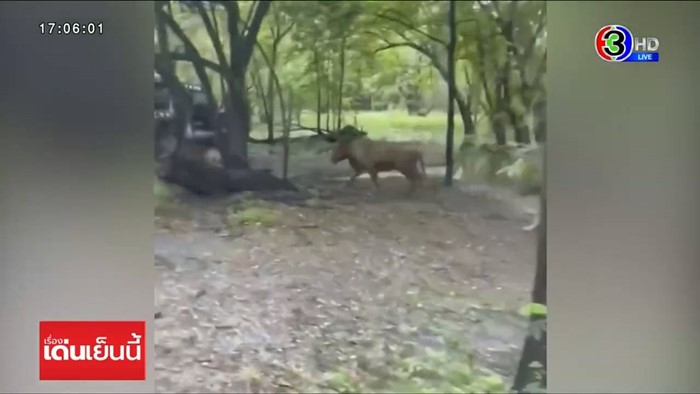 สิงโตทำร้ายเจ้าหน้าที่