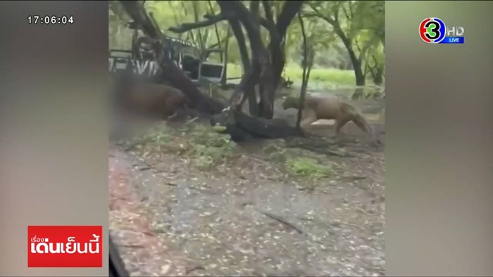 สิงโตทำร้ายเจ้าหน้าที่