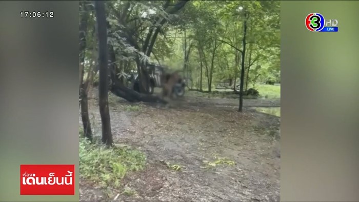 สิงโตทำร้ายเจ้าหน้าที่