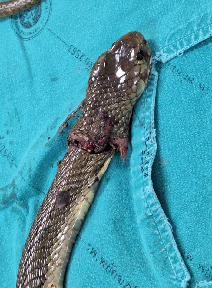 ชายถูกงูพ่นพิษเข้าตา 2 ข้าง