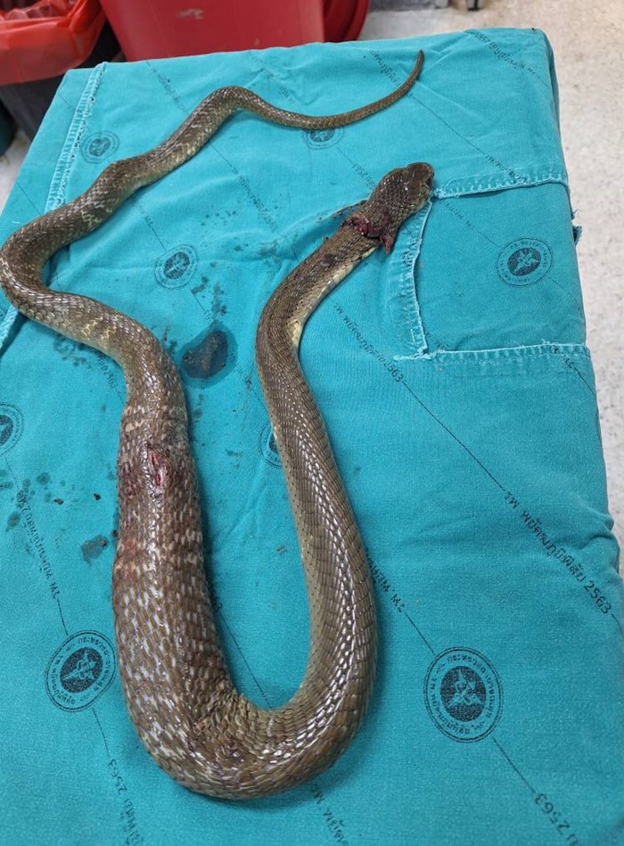 ชายถูกงูพ่นพิษเข้าตา 2 ข้าง