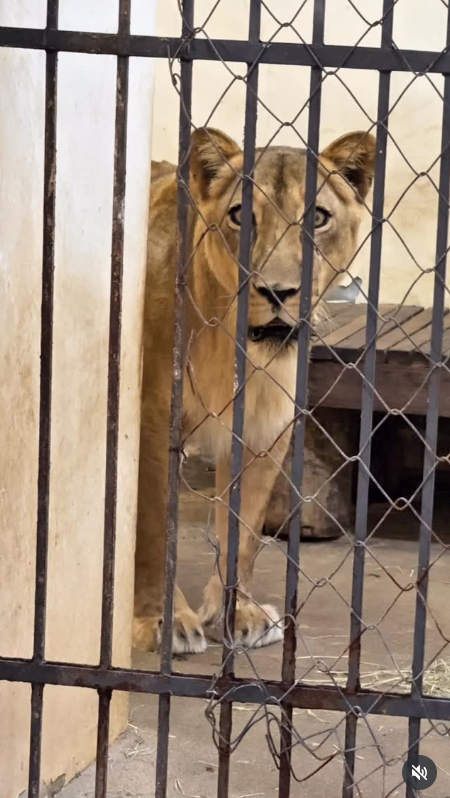 สิงโตขย้ำหนุ่ม ดับคาสวนสัตว์ 