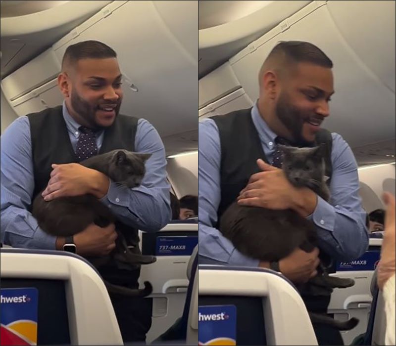 แมวขึ้นเครื่องบิน