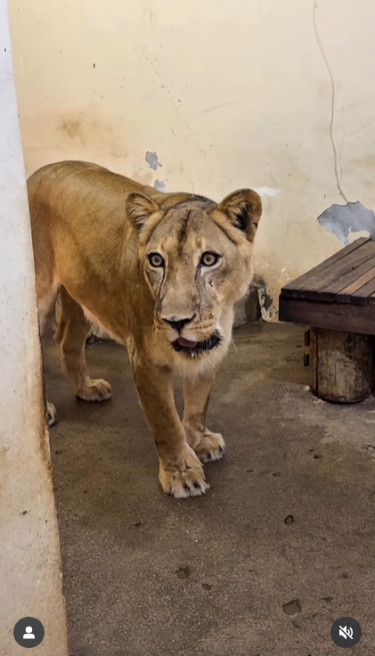 สิงโตขย้ำหนุ่ม ดับคาสวนสัตว์ 