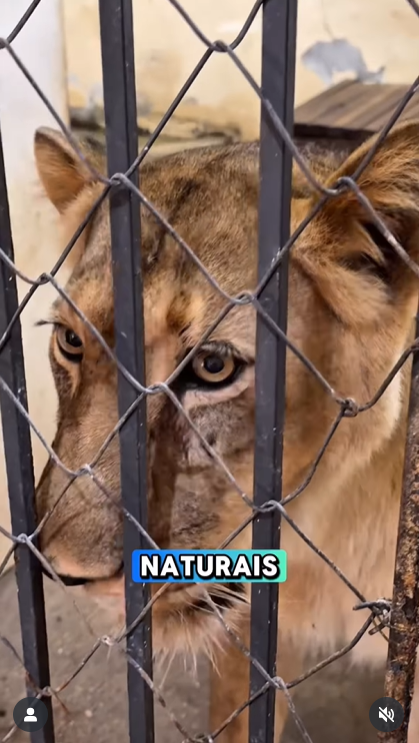 สิงโตขย้ำหนุ่ม ดับคาสวนสัตว์ 